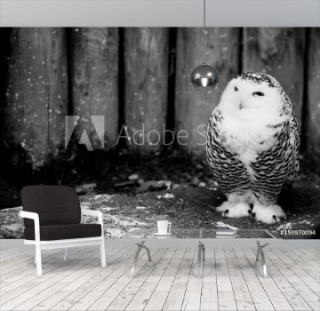 Picture of snow owl - black and white animals portraits